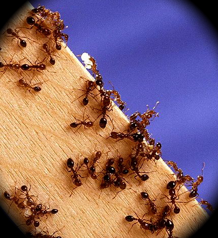  Ant Species photo - Worker Fire Ants on Wood